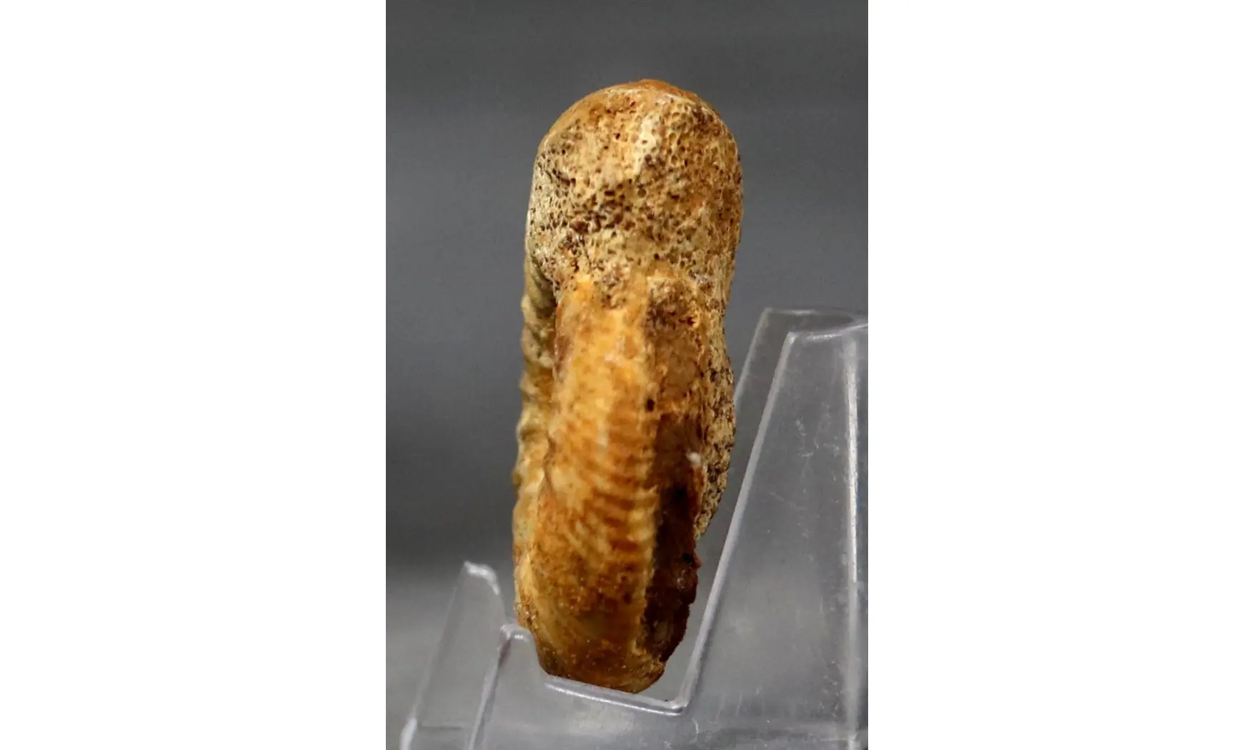 Bajocisphinctes Bajociensis