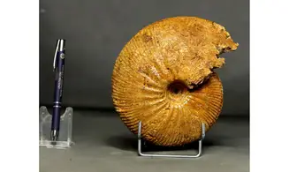 Epimayaites lemoinei