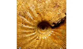 Epimayaites lemoinei