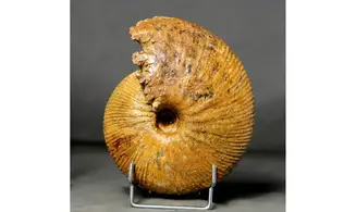 Epimayaites lemoinei