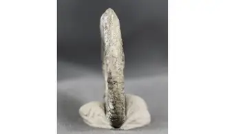 Vermiceras Scylla