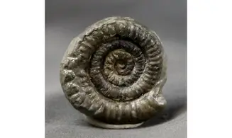 Vermiceras Scylla