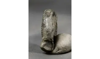 Vermiceras Scylla