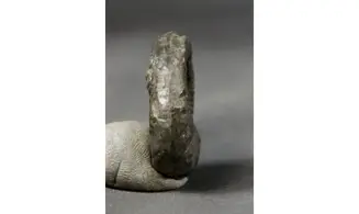 Vermiceras Scylla