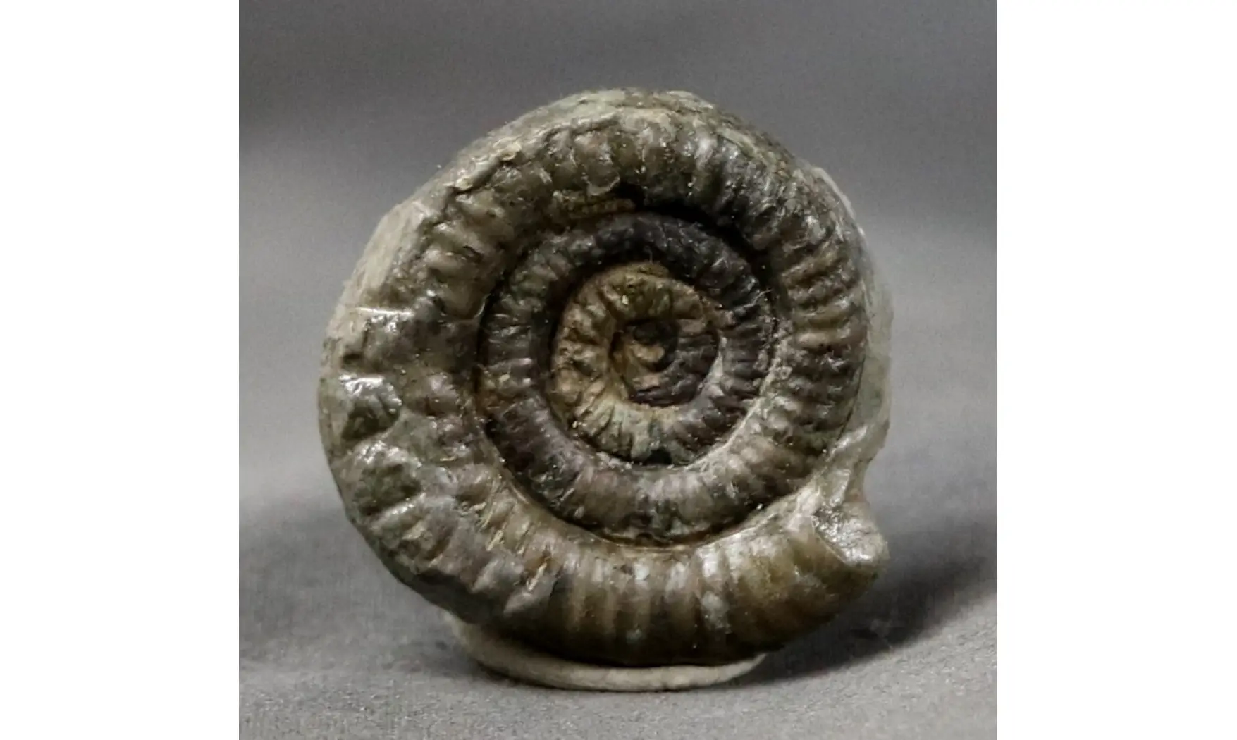 Vermiceras Scylla
