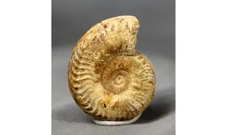Grammoceras thouarsense