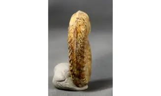 Grammoceras thouarsense