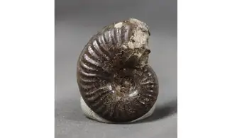 Haugia variabilis