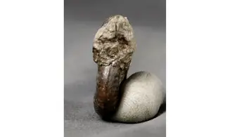 Haugia variabilis