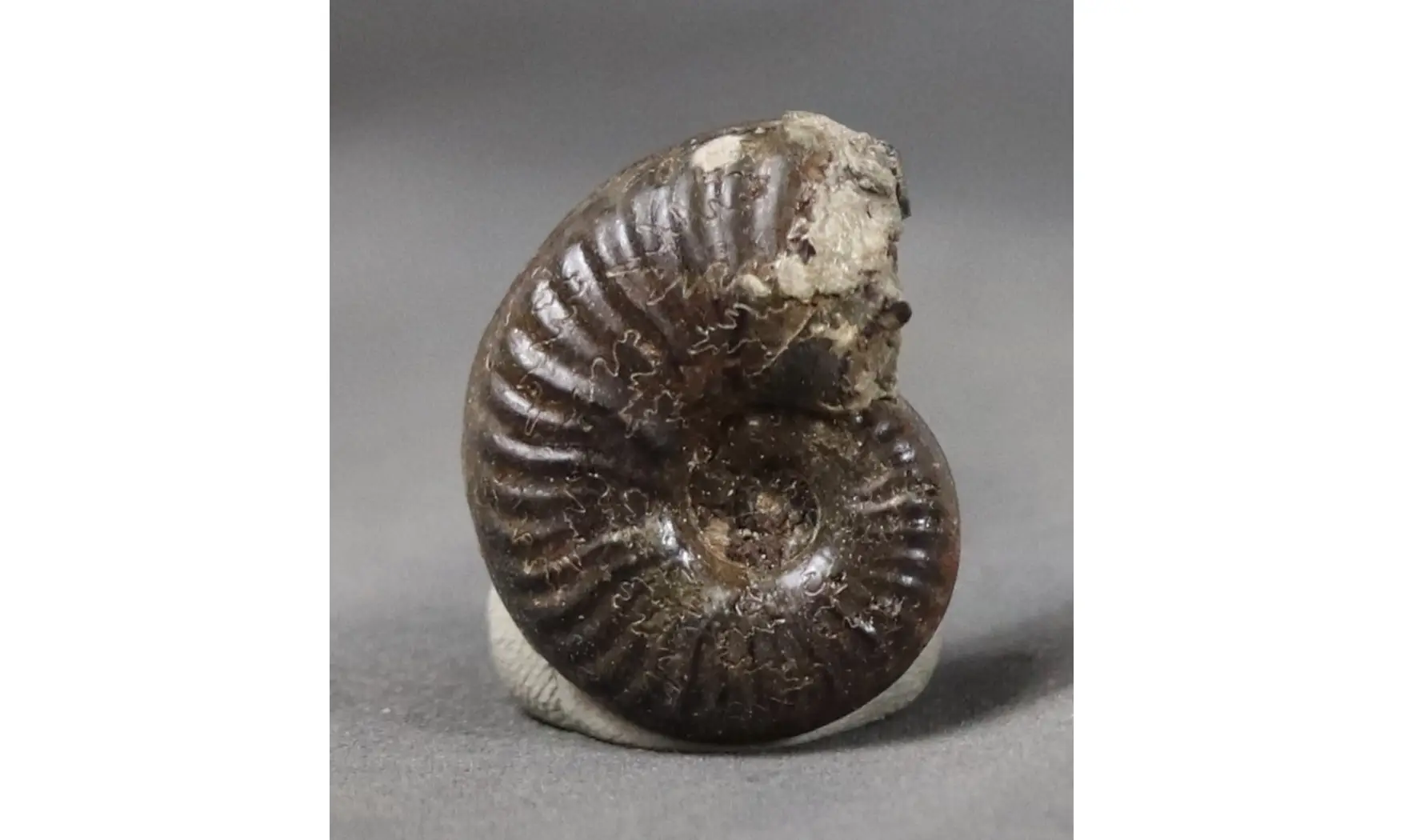 Haugia variabilis