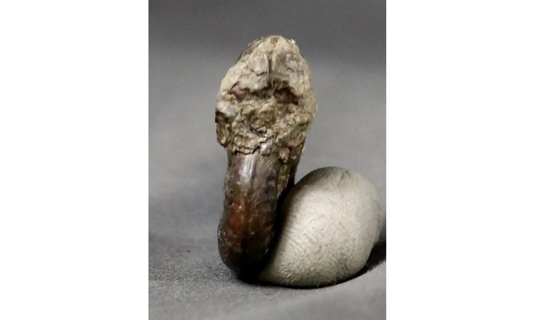 Haugia variabilis