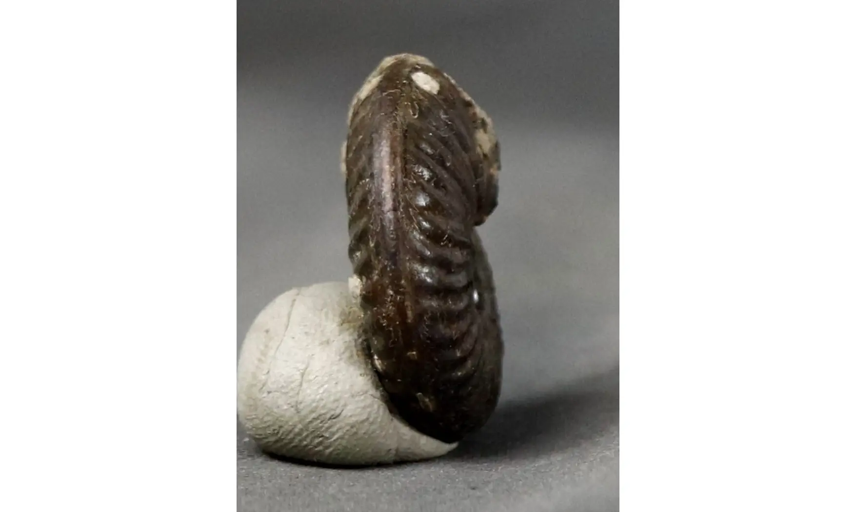 Haugia variabilis