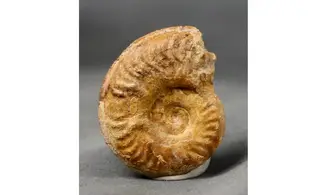 Harpoceras soloniacense