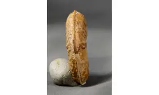 Harpoceras soloniacense