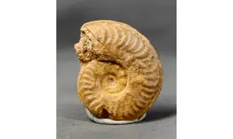 Harpoceras soloniacense