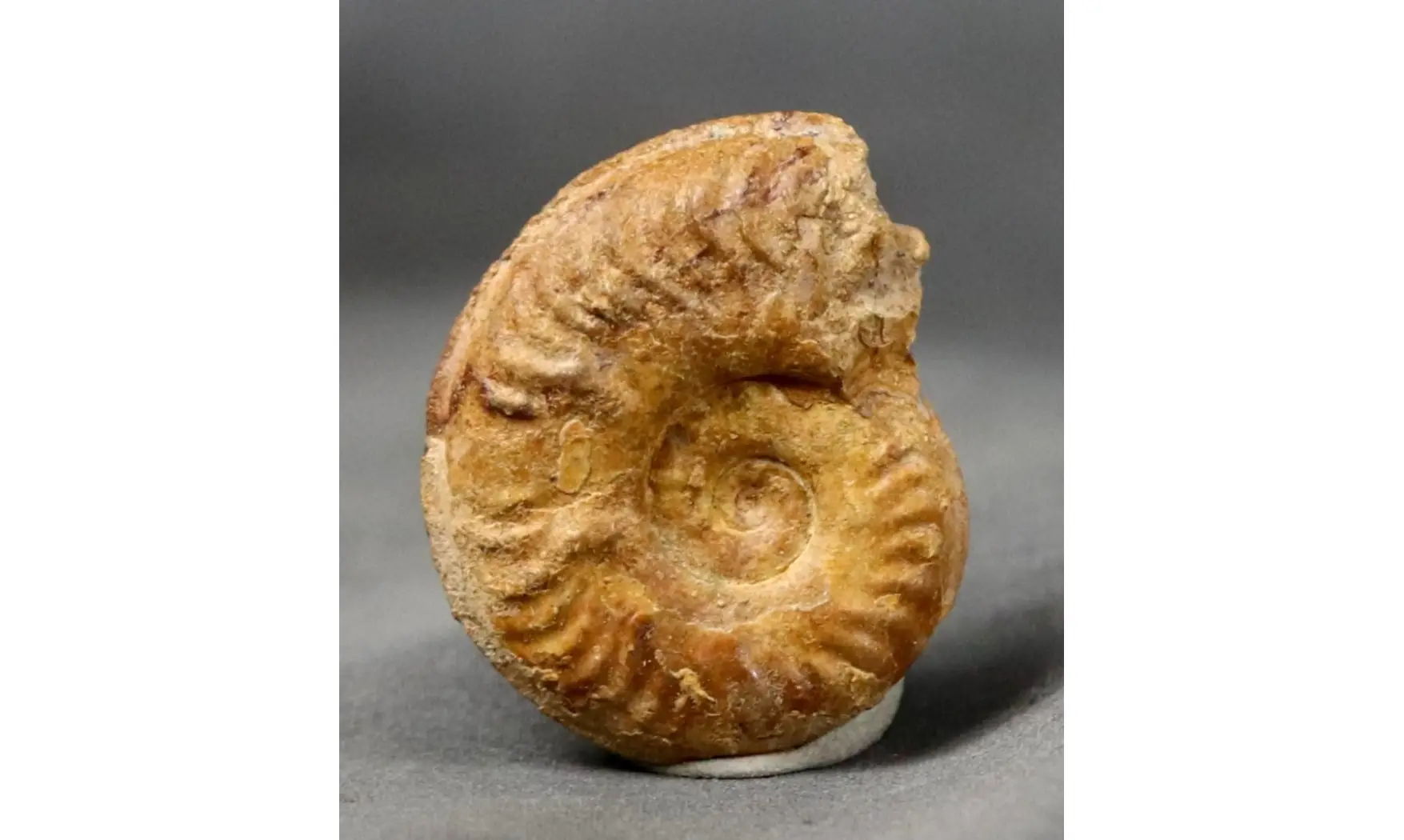Harpoceras soloniacense