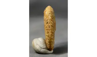 Strigoceras aff strigifer