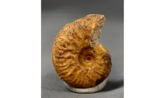 Harpoceras soloniacense