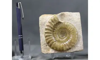 Acanthopleuroceras maugenesti