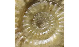 Acanthopleuroceras maugenesti