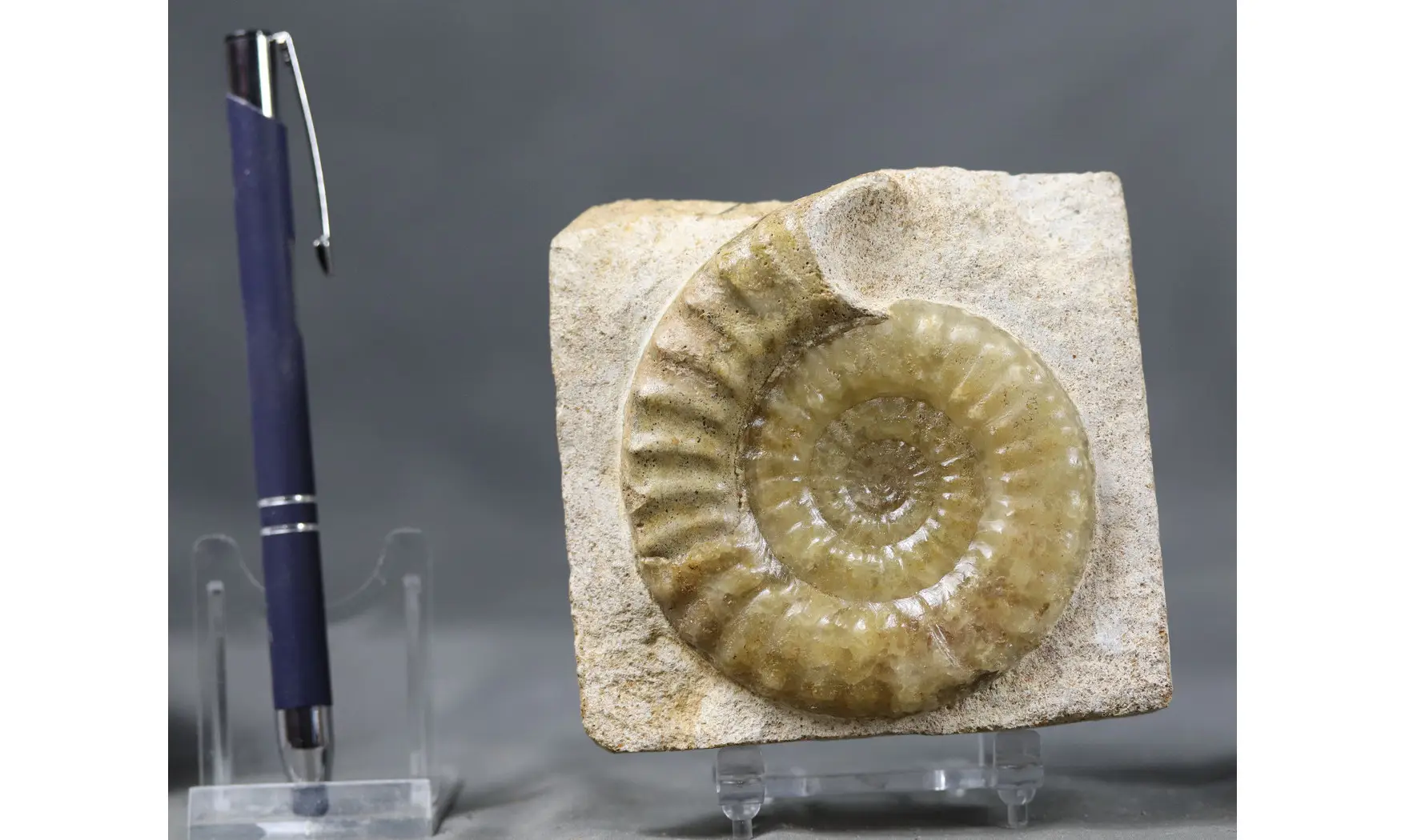 Acanthopleuroceras maugenesti