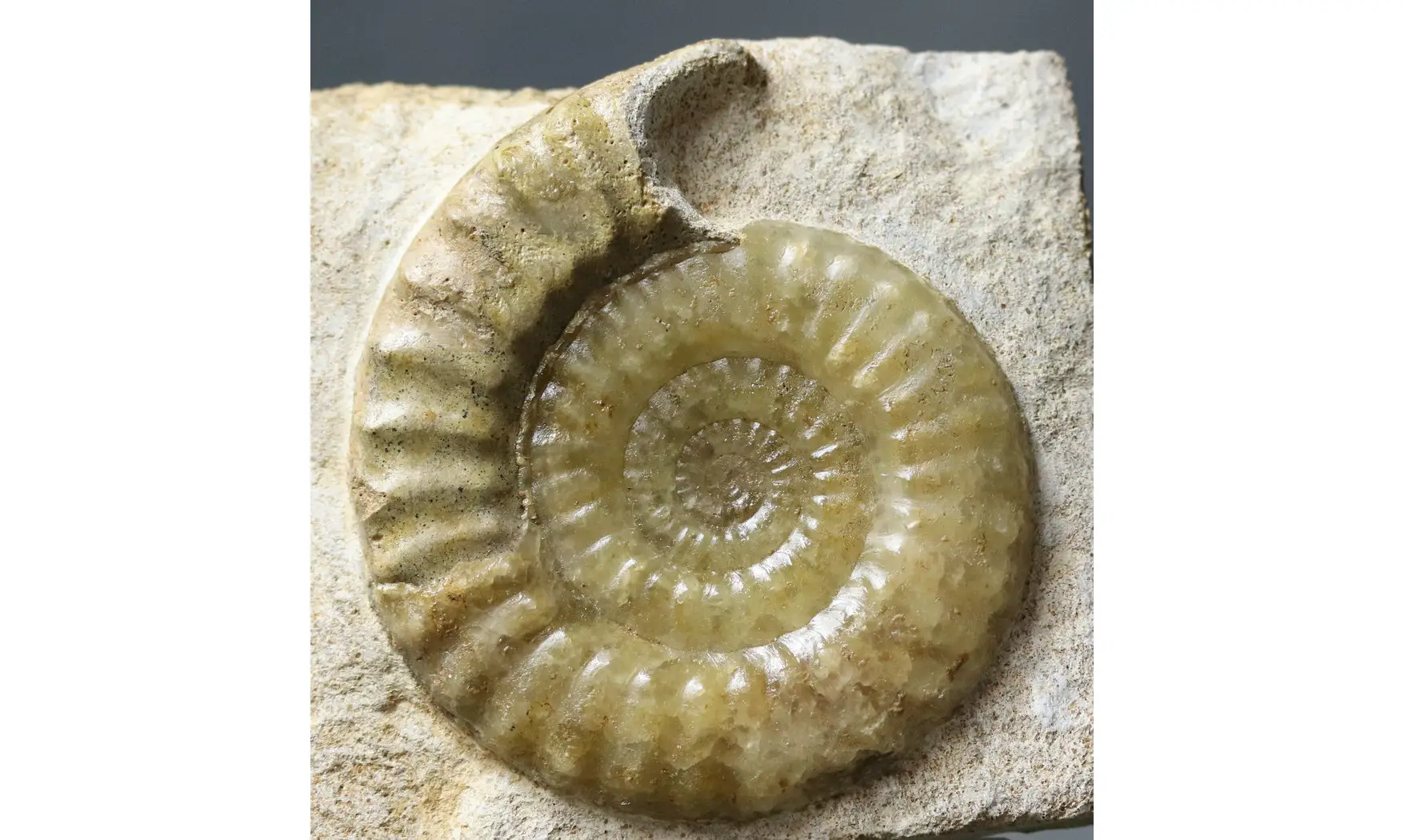 Acanthopleuroceras maugenesti