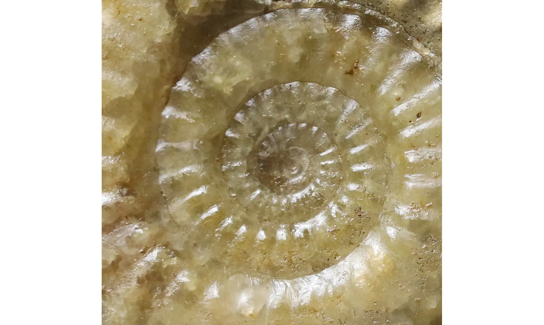 Acanthopleuroceras maugenesti