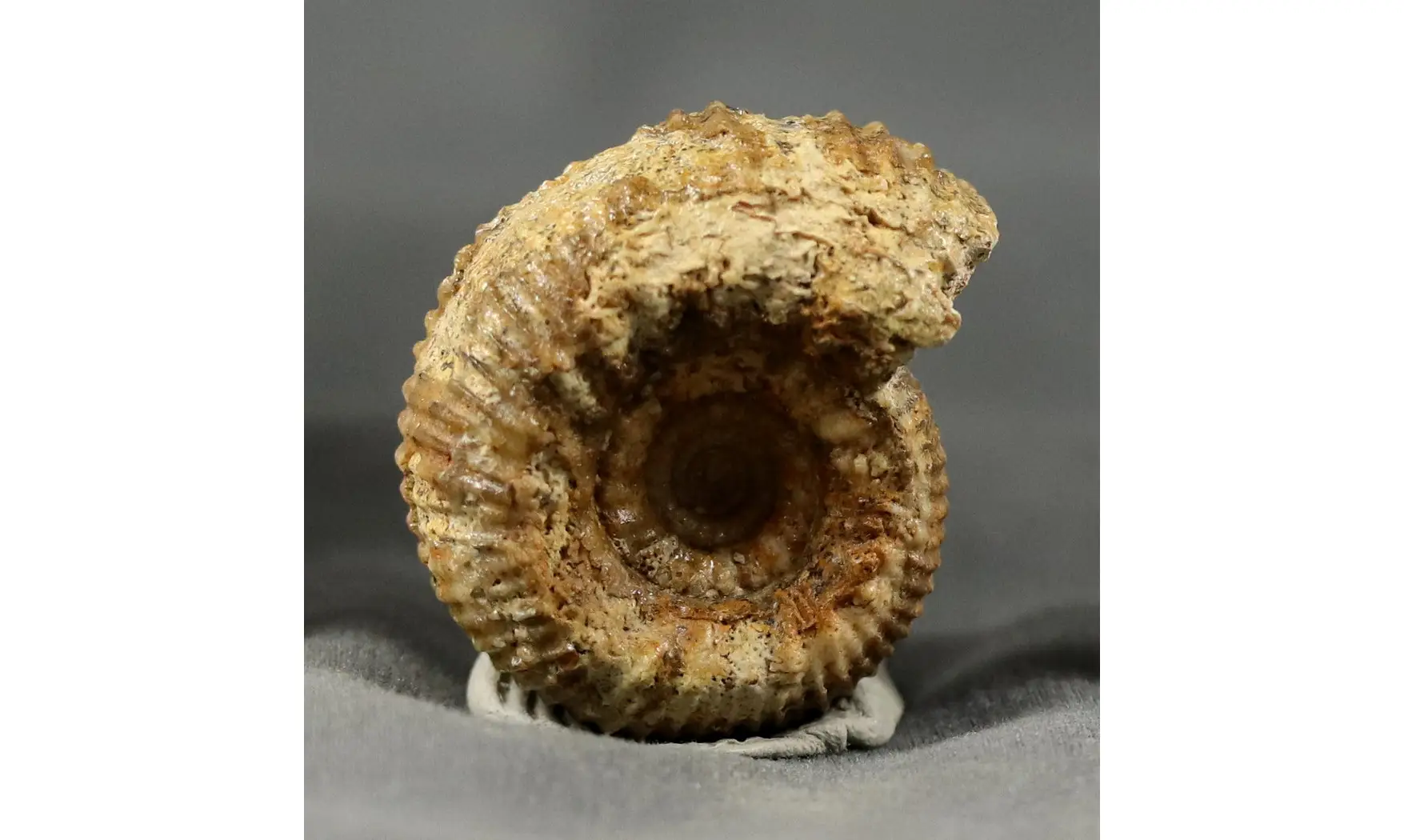 Teloceras subblagdeni