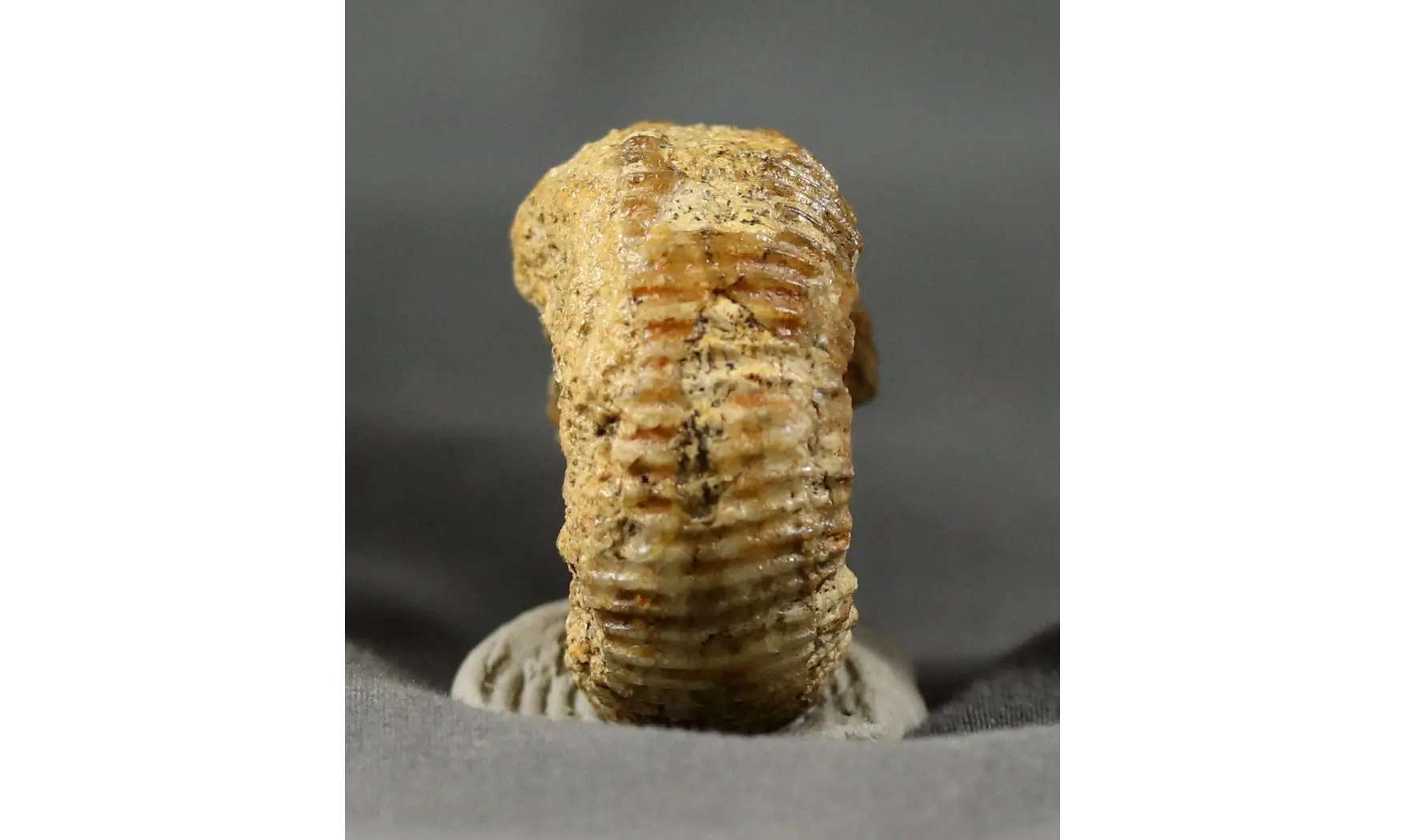 Teloceras subblagdeni