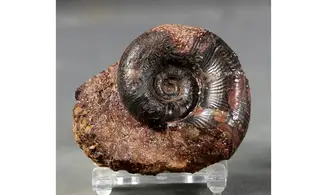 Lytoceras verpilierense