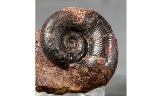 Lytoceras verpilierense