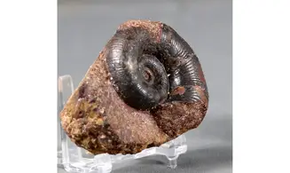 Lytoceras verpilierense