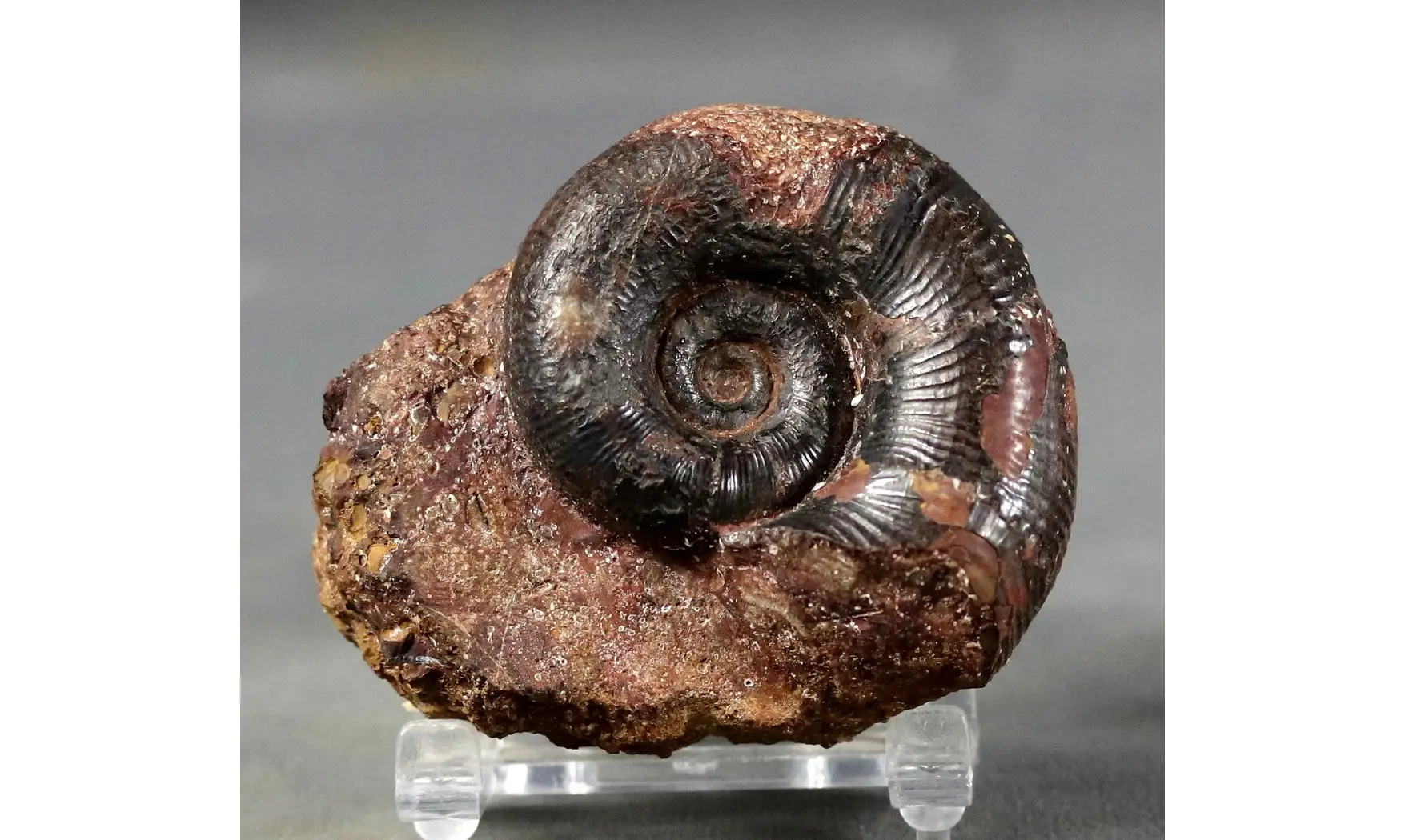 Lytoceras verpilierense