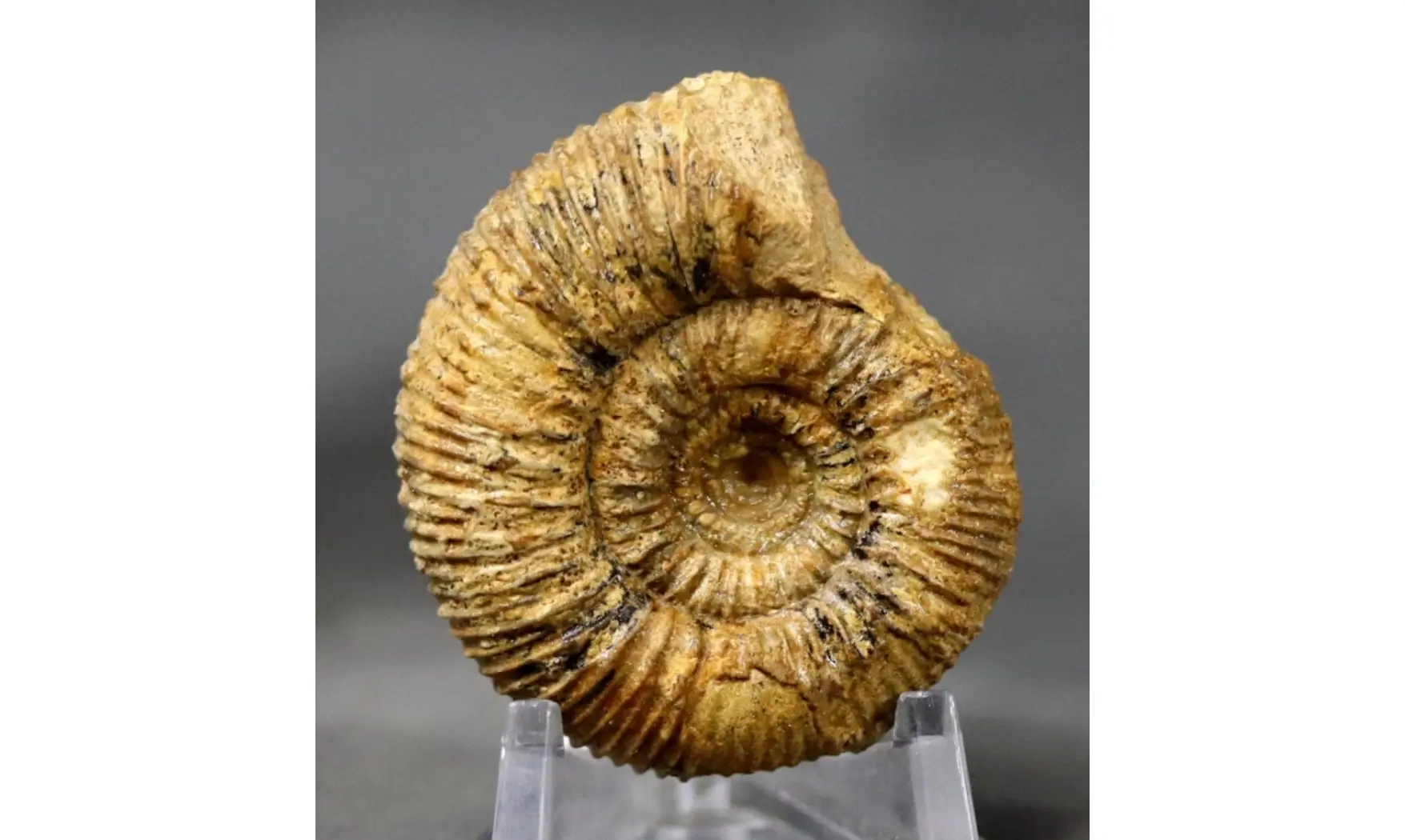 Stephanoceras mutabile