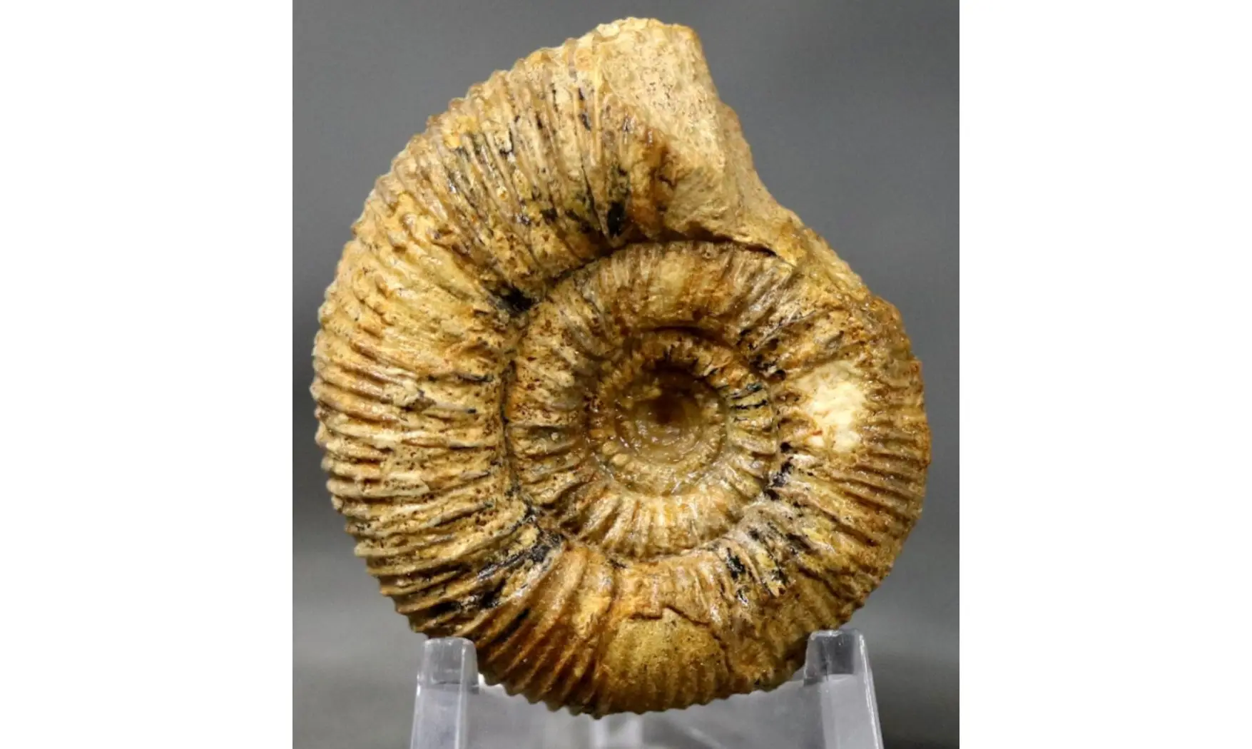 Stephanoceras mutabile