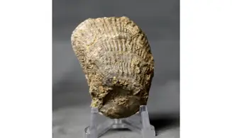 Crassostrea extensa