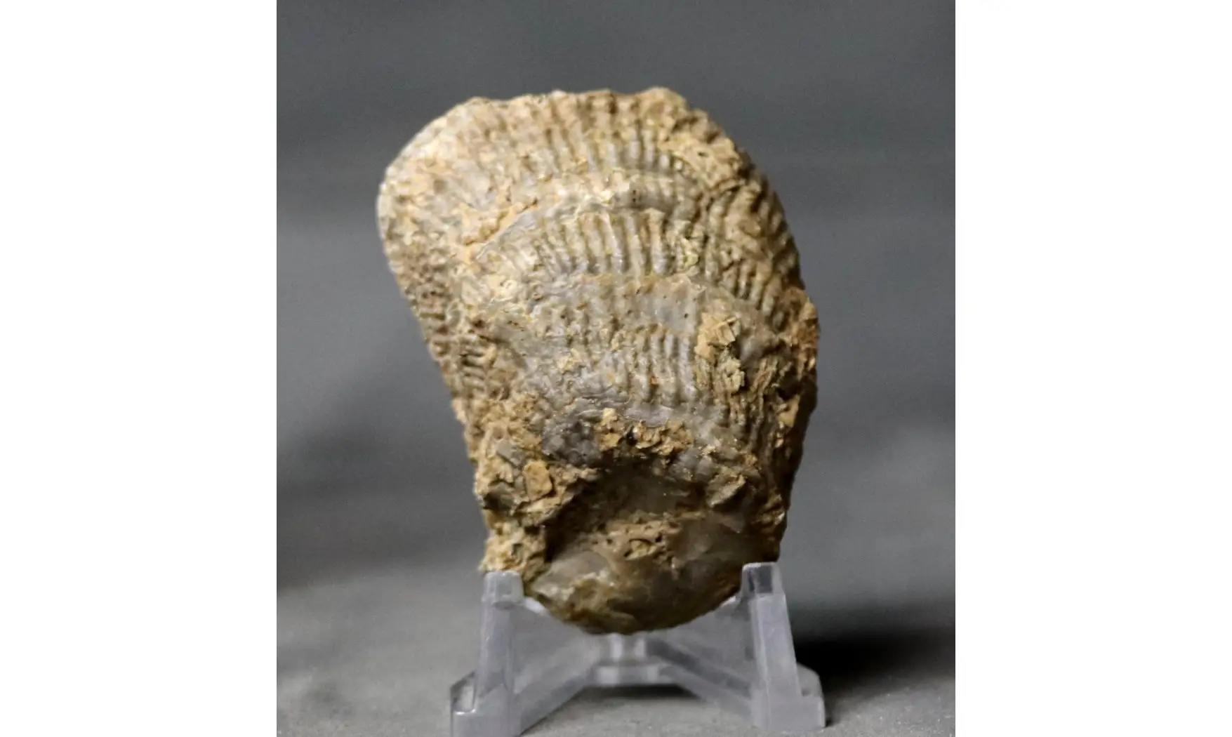 Crassostrea extensa