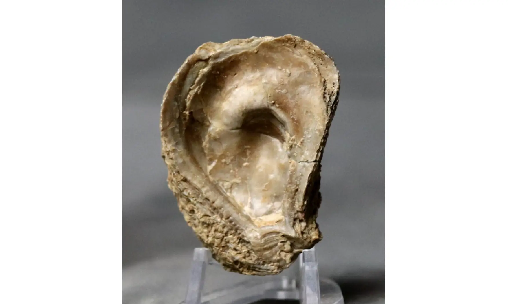 Crassostrea extensa