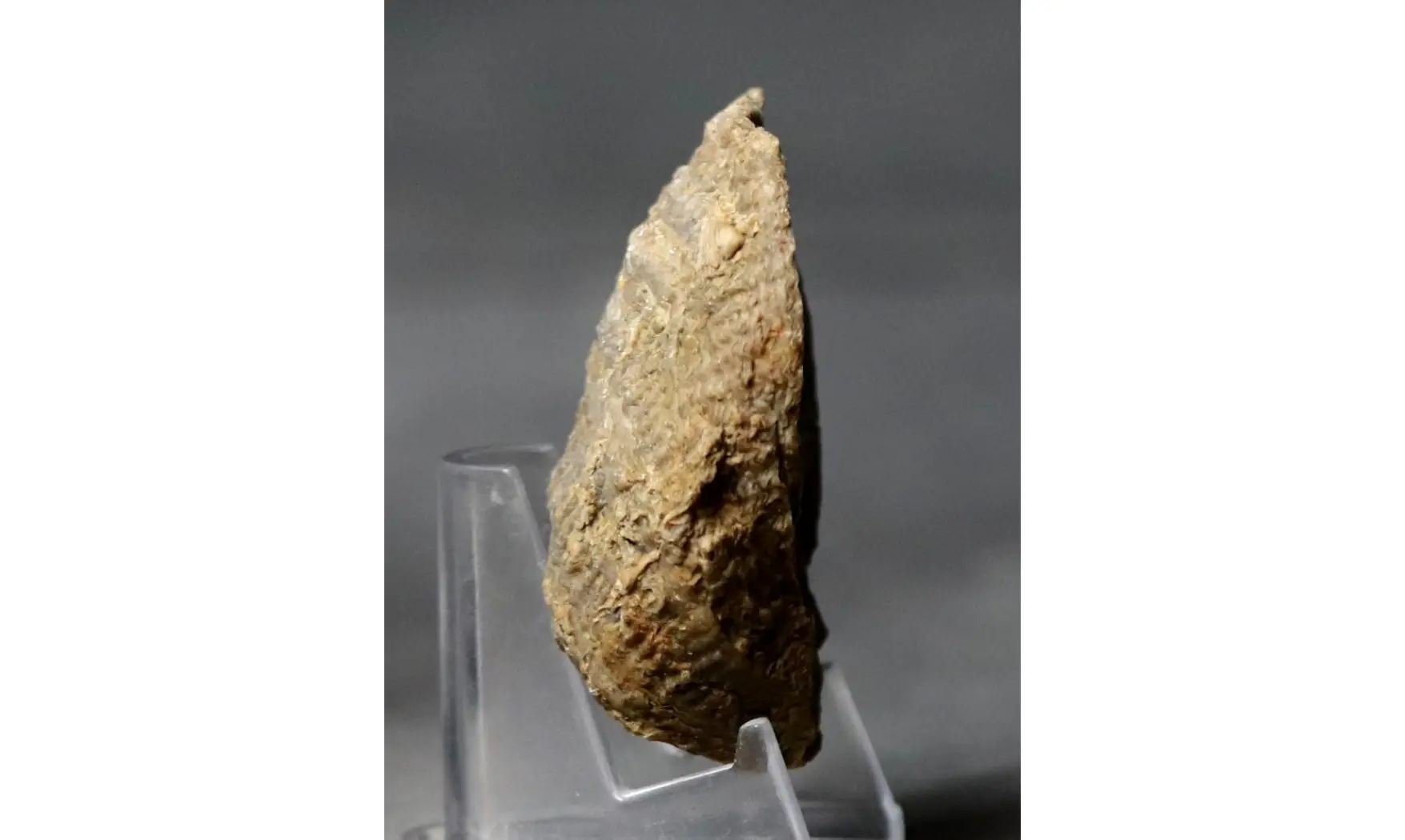 Crassostrea extensa