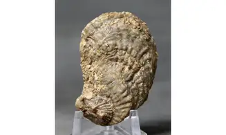 Crassostrea extensa