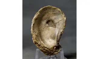 Crassostrea extensa