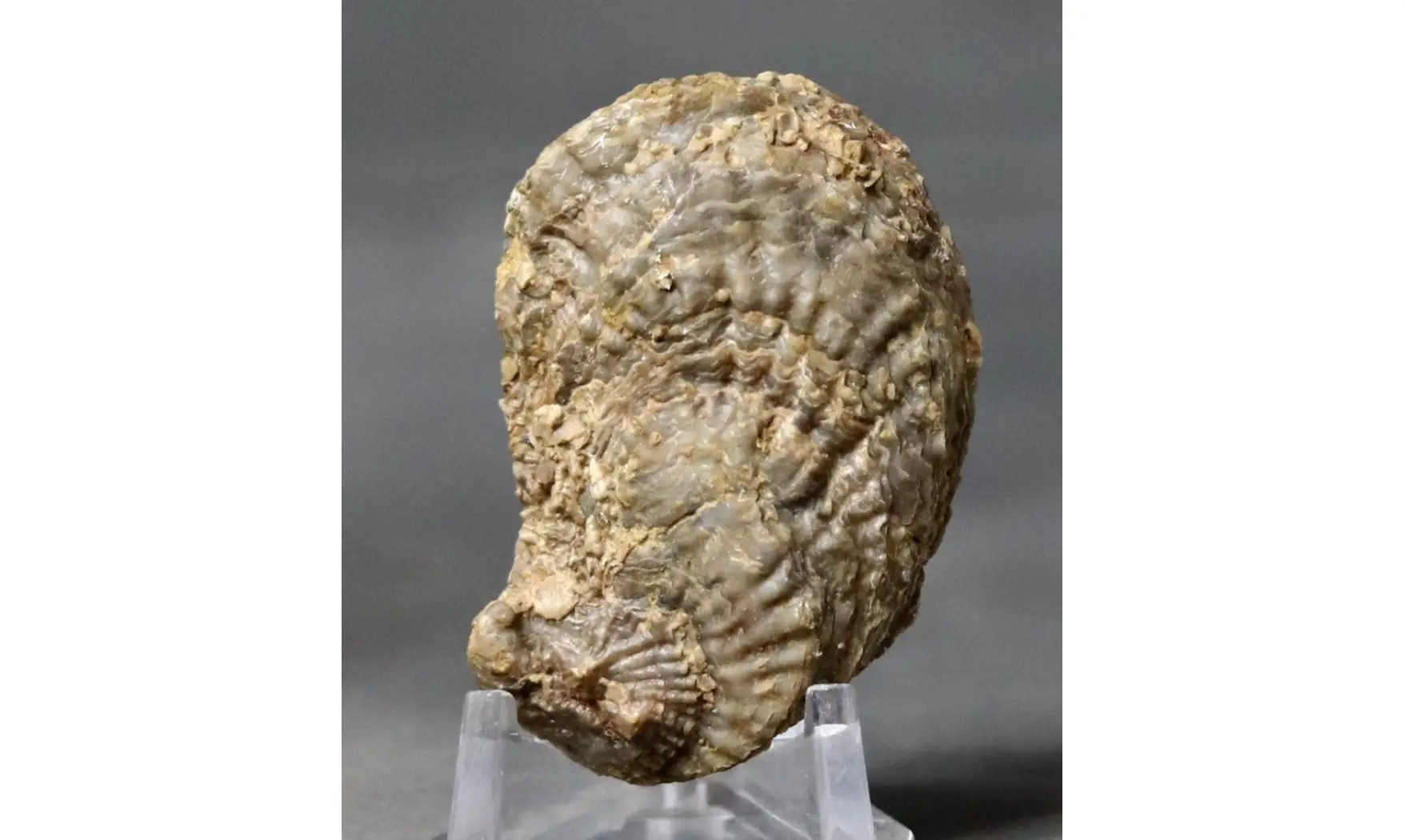 Crassostrea extensa