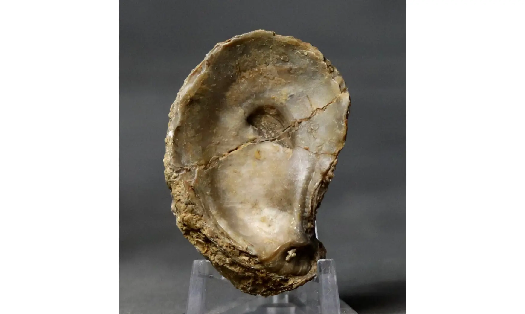 Crassostrea extensa