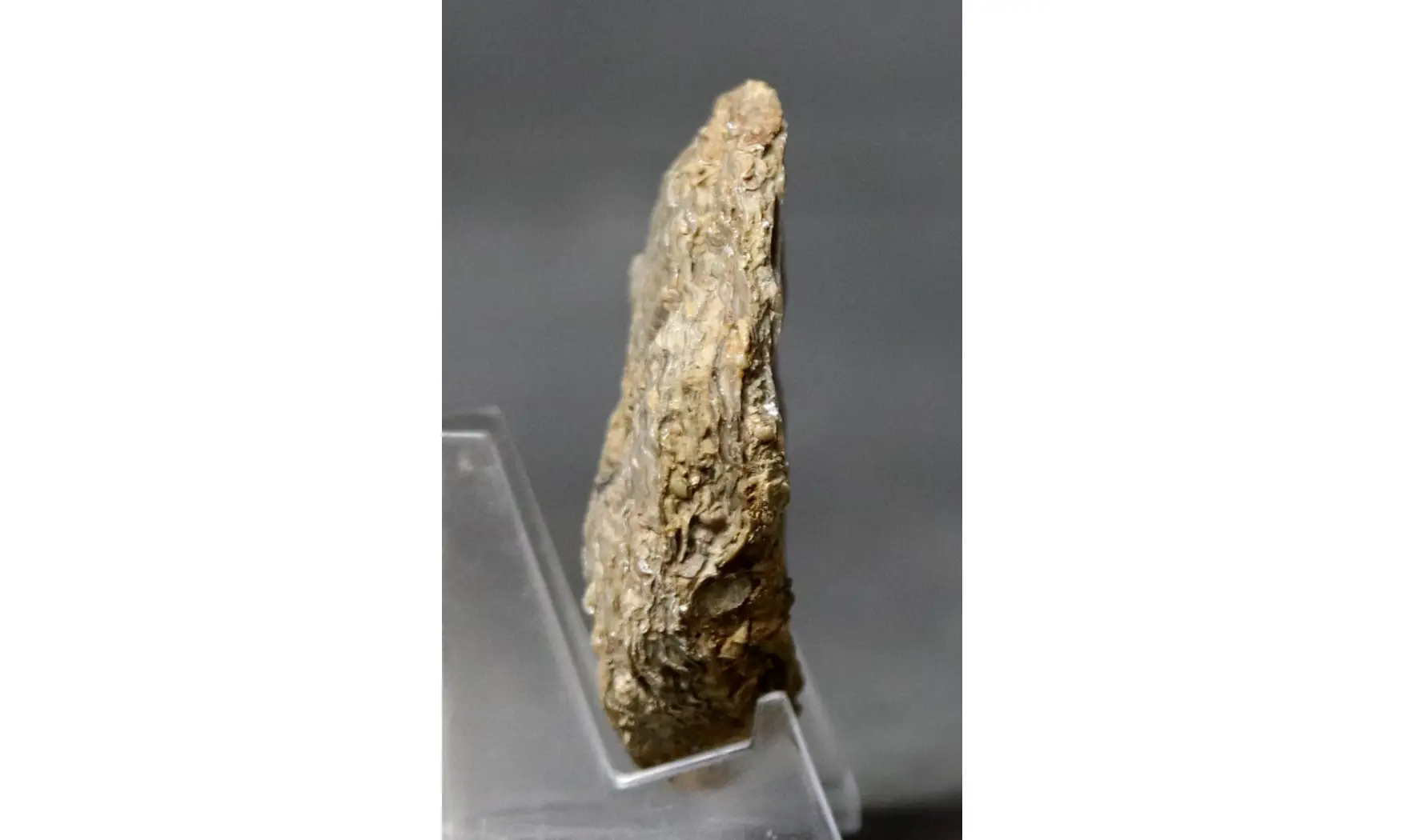 Crassostrea extensa