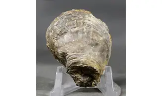 Crassostrea extensa