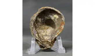 Crassostrea extensa