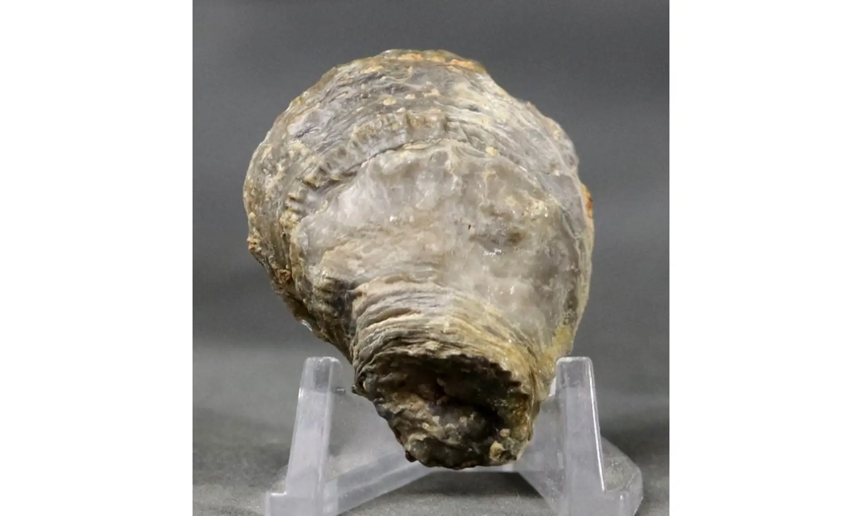 Crassostrea extensa