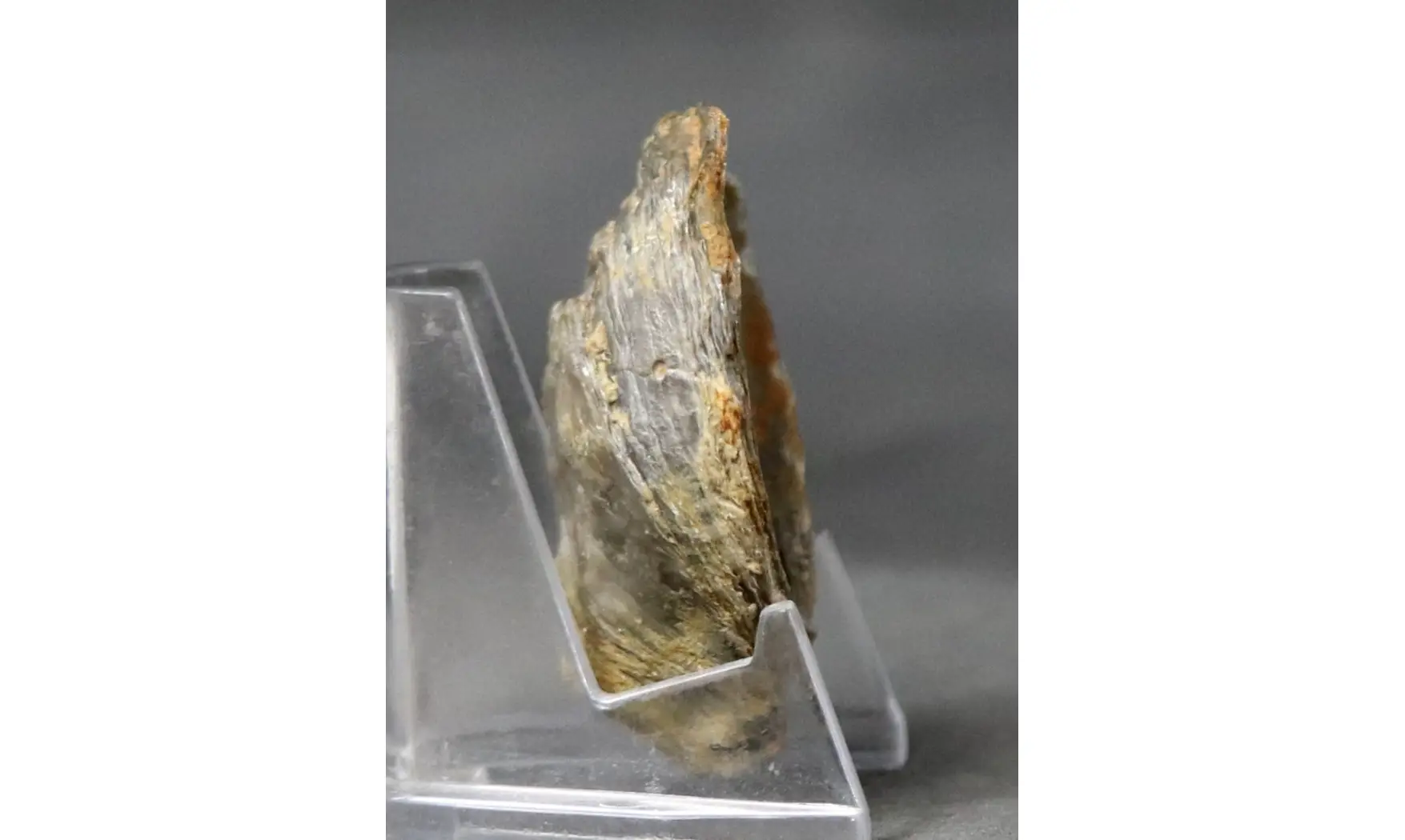 Crassostrea extensa