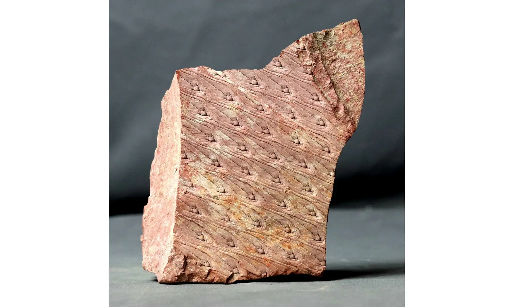 Lepidodendron aculeatum