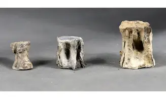 Fish vertebrae